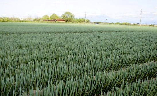 ����_�� �˂���